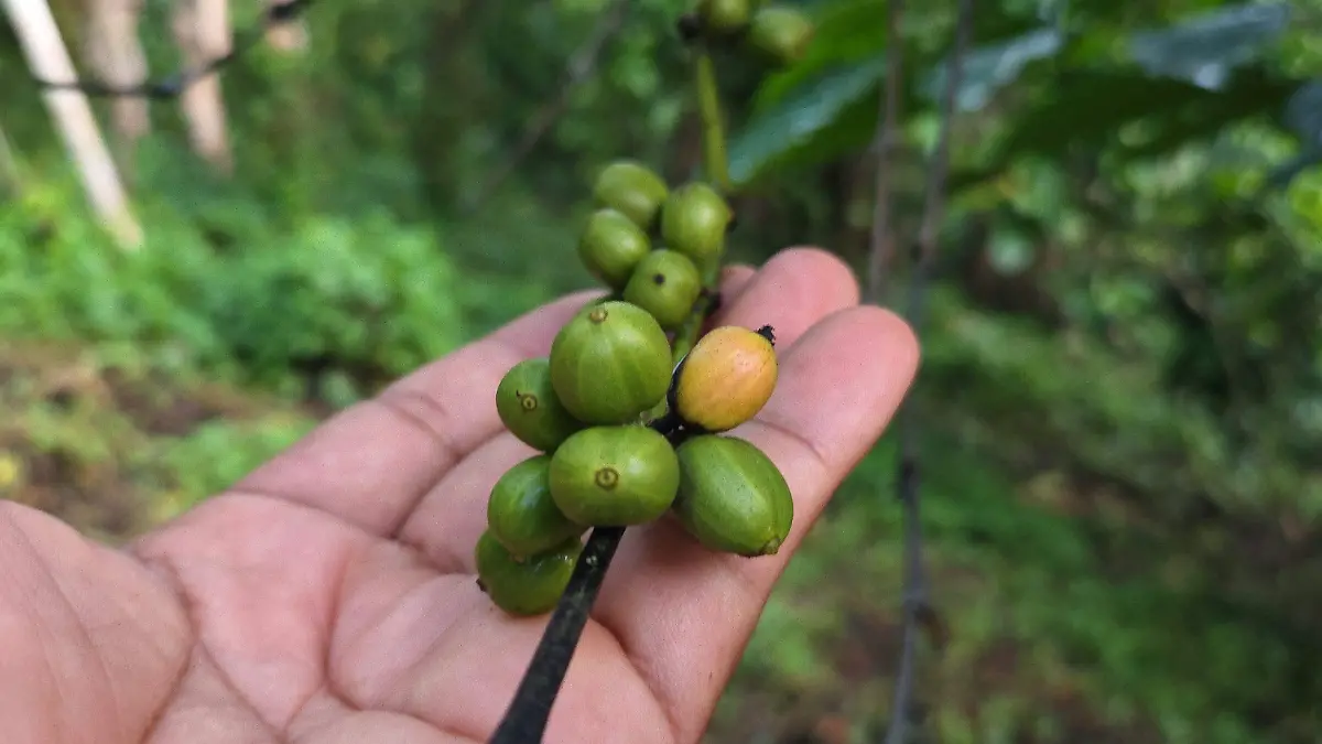 Cultivo