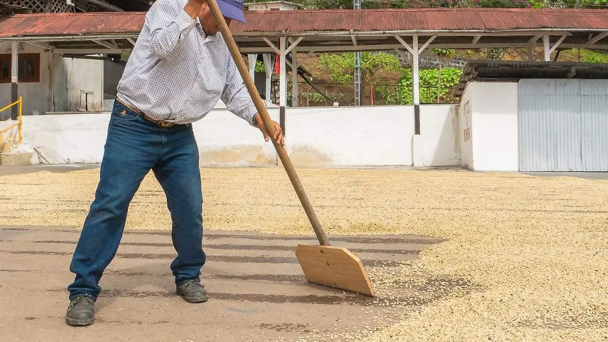 Productores