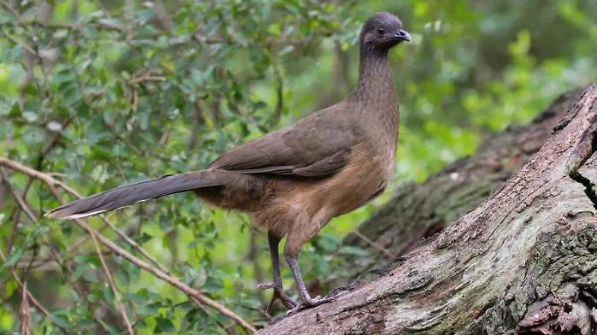 chachalaca