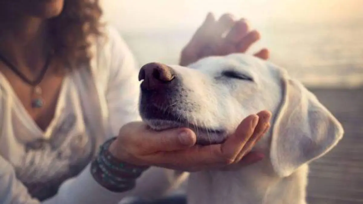 perrito blanco