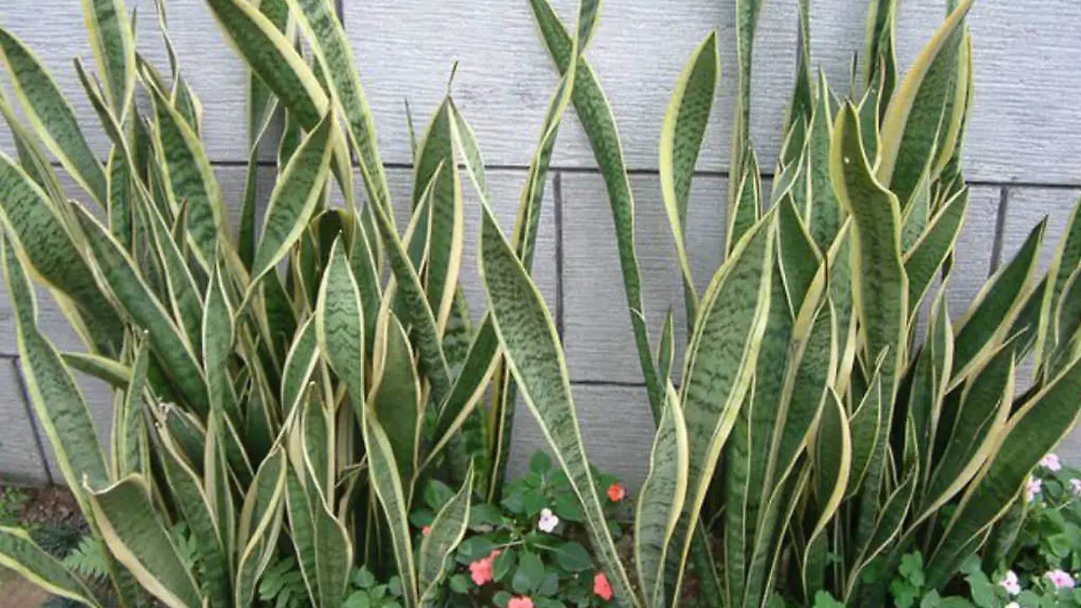 Lengua-de-suegra-variegada_2