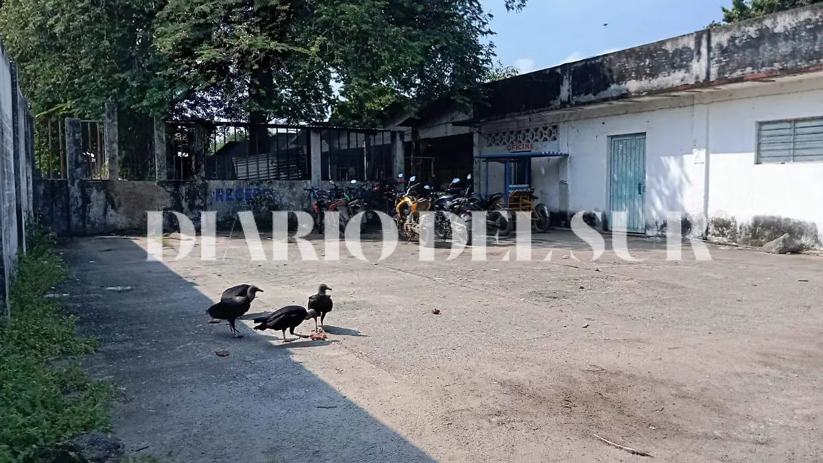 aves de rapiña en rastro municipal