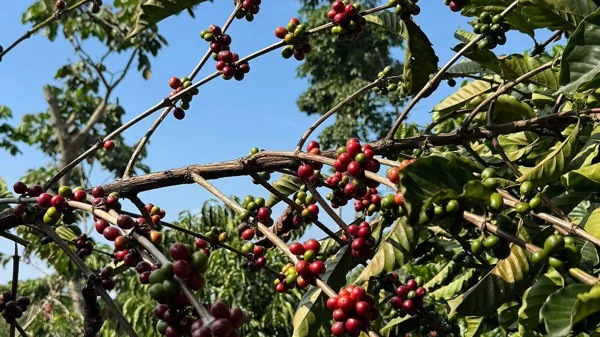 Experiencias Nescafé