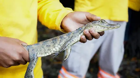 Liberan cuatro caimanes en La Encrucijada provenientes de Mazatán - Diario del Sur | Noticias Locales, Policiacas, sobre México, Chiapas y el Mundo