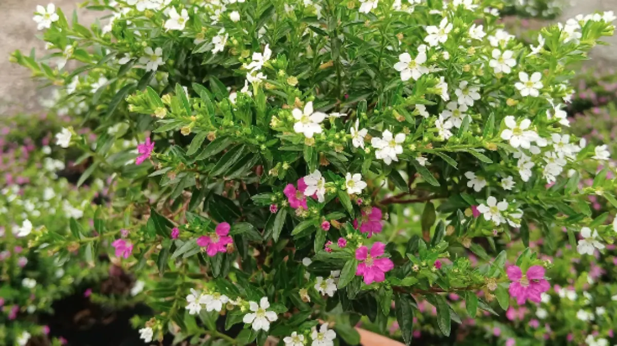 Captura de pantalla 2026-01-17 a la(s) 10.40.54