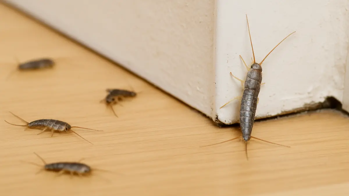 peces-de-plata-1024x683