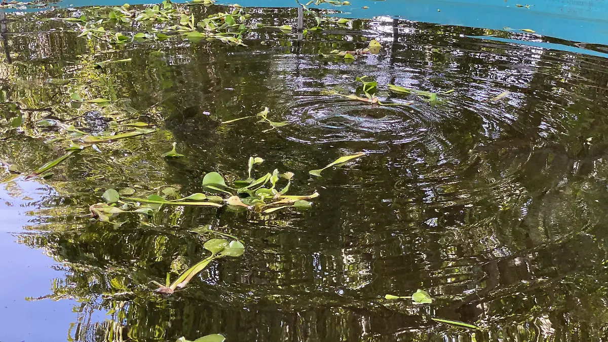 lago