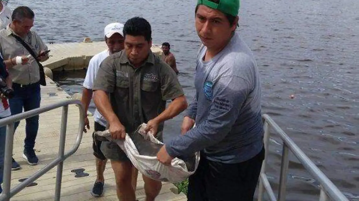 MANATI Rescate en laguna PROFEPA