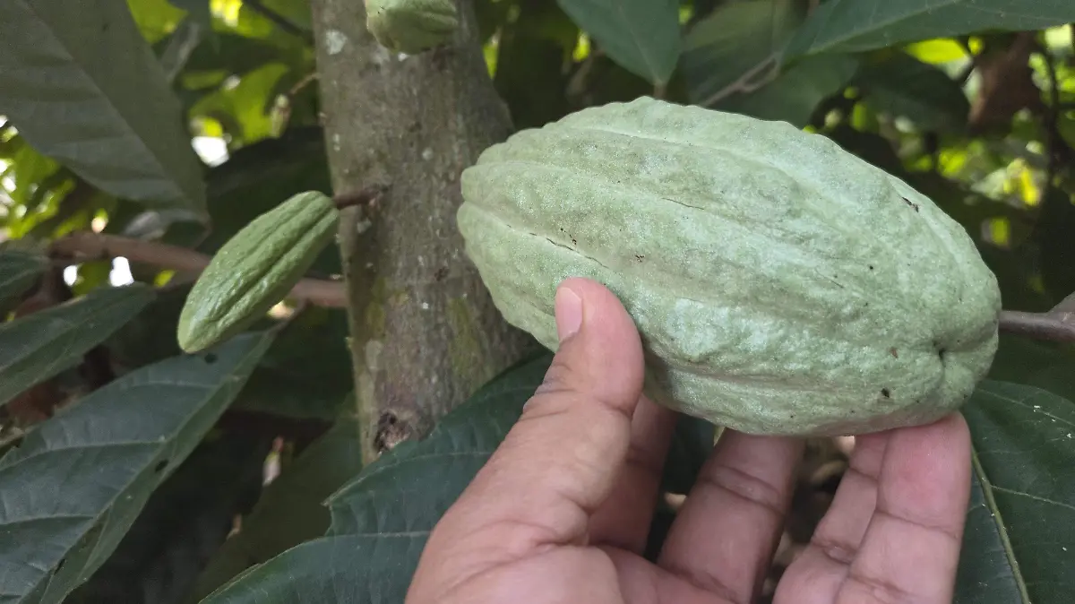 Cacao