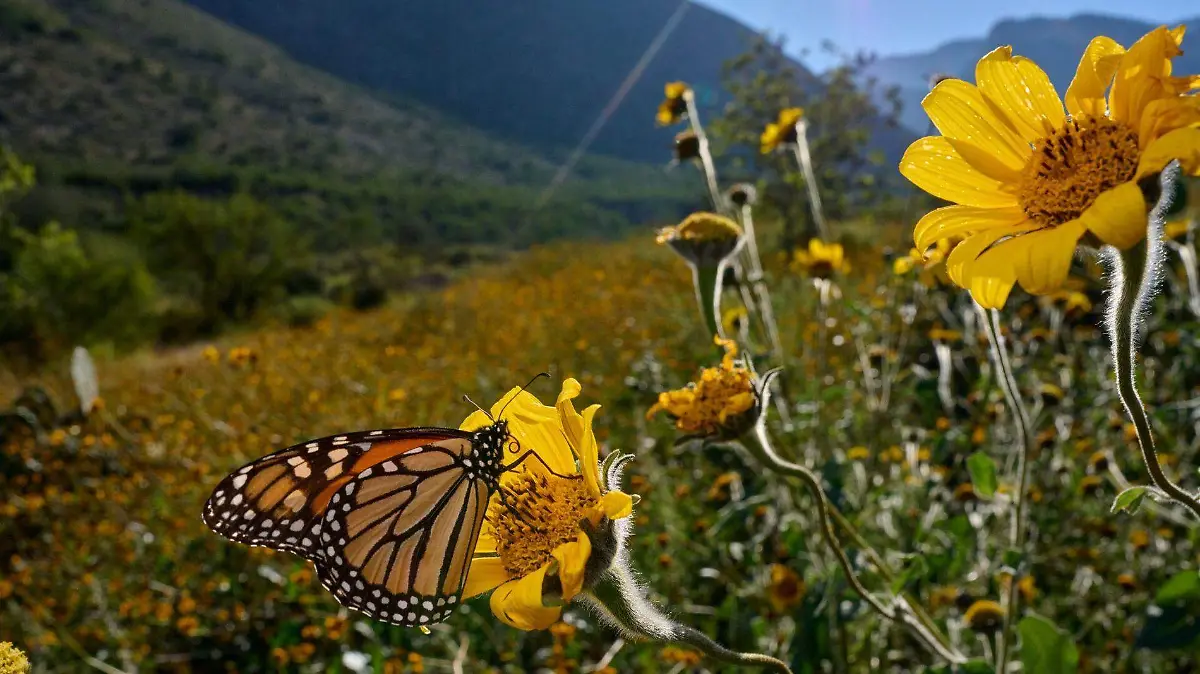 nationalgeographic_2812668_bx