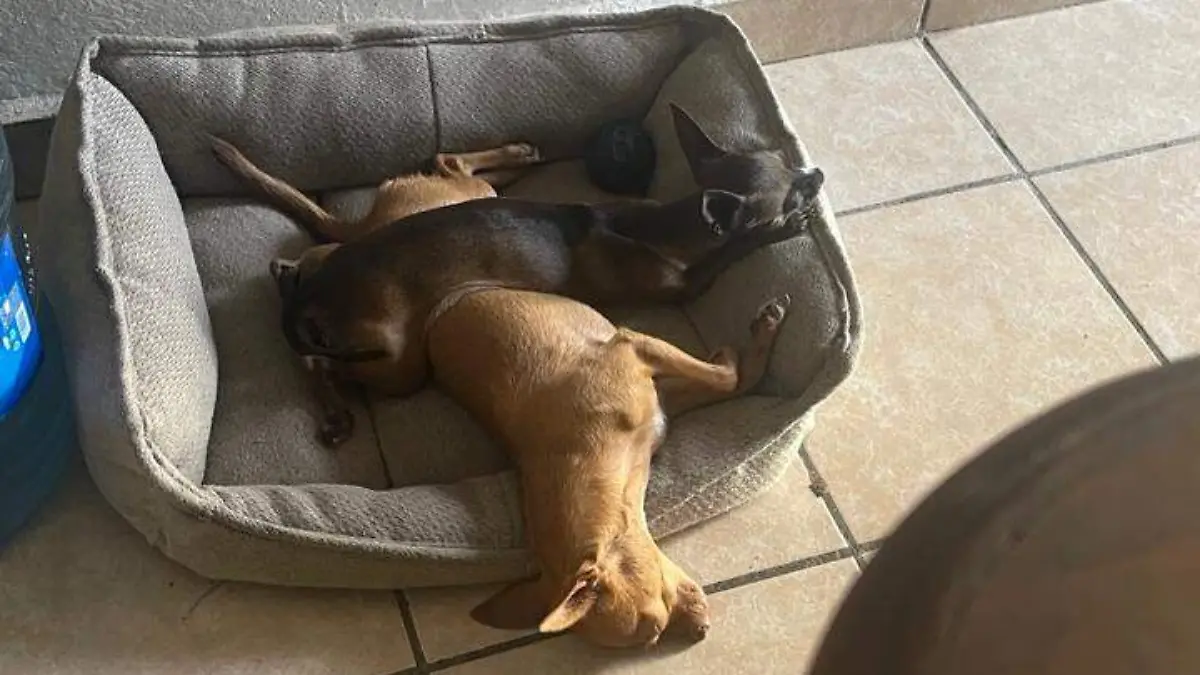 perritos durmiendo
