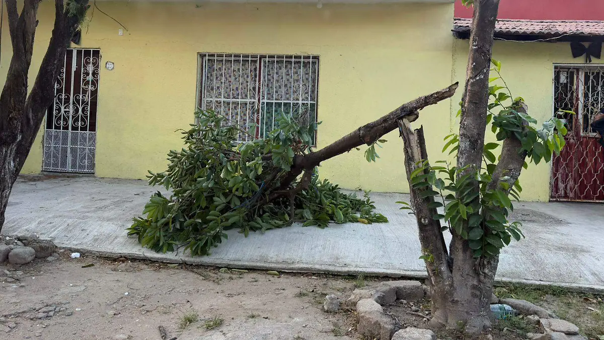 árbol caído por fuerte viento