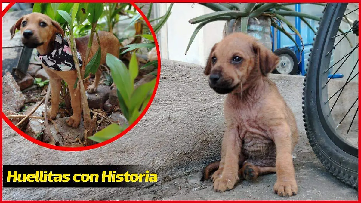 Editable marco productos