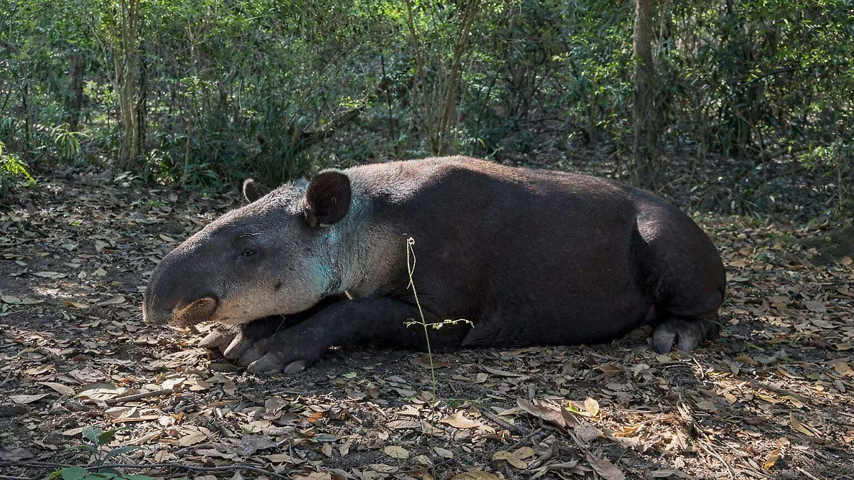 tapir2
