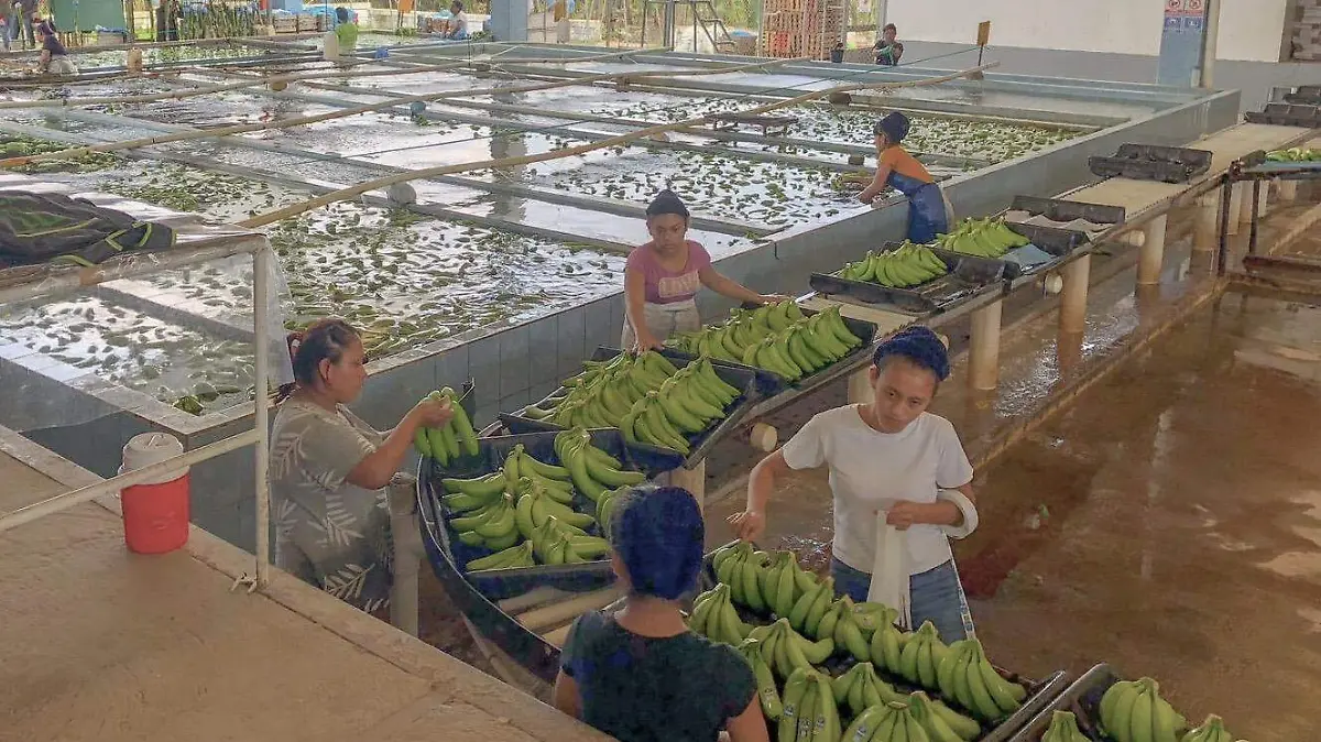 Platanera, Suchiate Chiapas