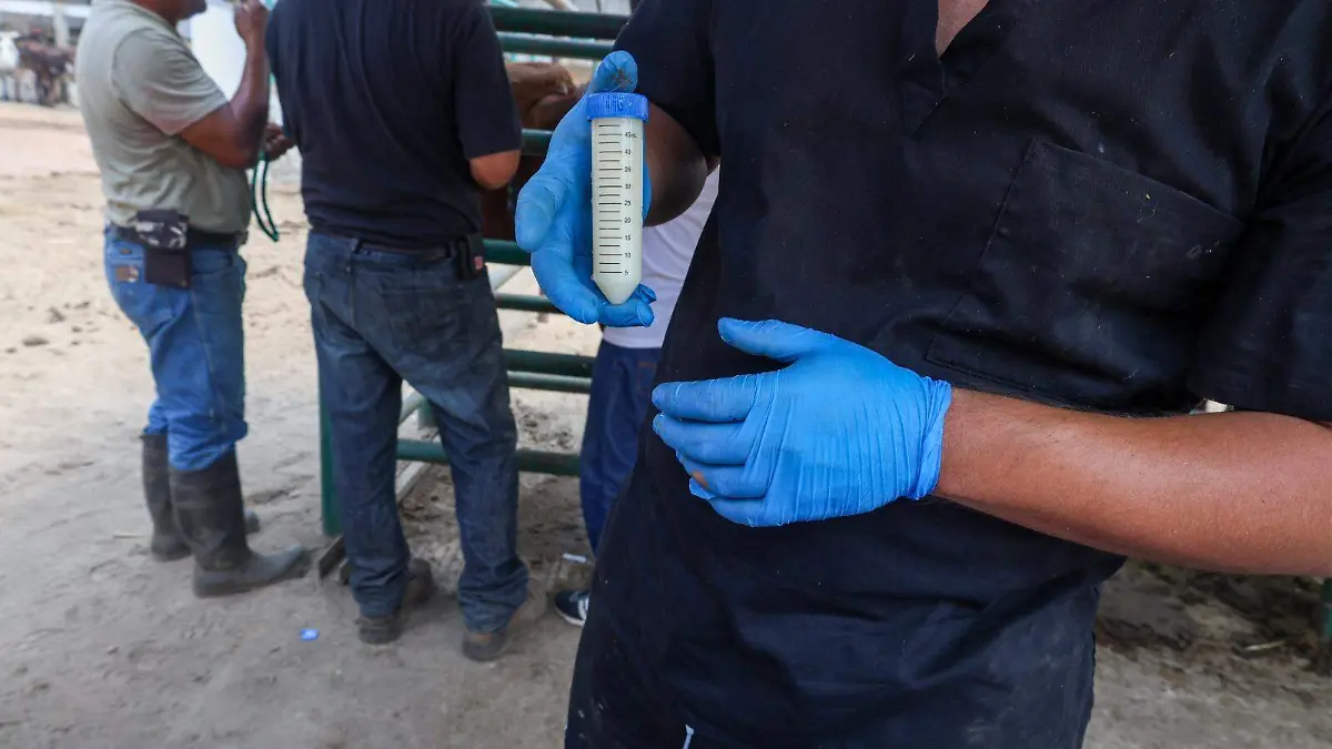 La inseminación artificial transforma la producción bovina en Chiapas
