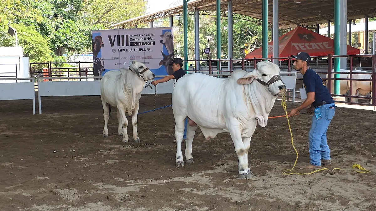 La inseminación artificial transforma la producción bovina en Chiapas
