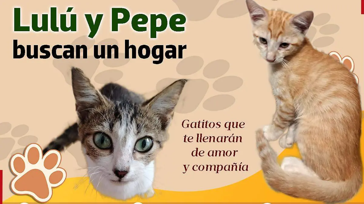 Huellitas adoptame