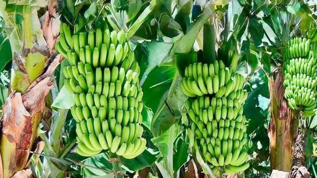 29d6069f-0156-4e43-a434-a8d5e7f29405