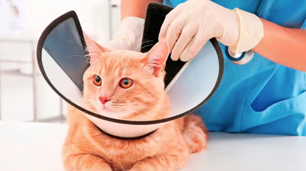 Captura de pantalla 2026-04-06 a la(s) 17.58.12