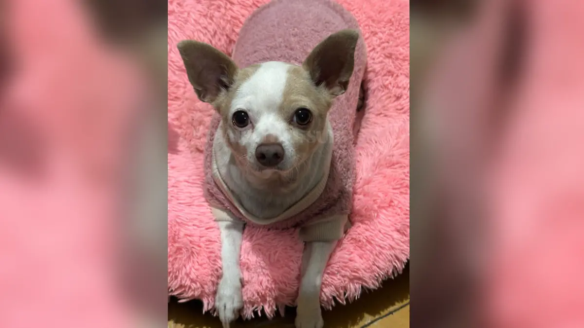 Perrita de compañía (1)