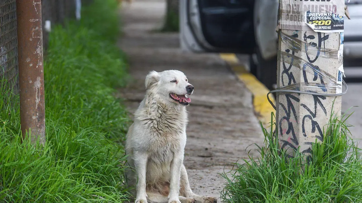 1041136_Perros callejeros van en aumento_web