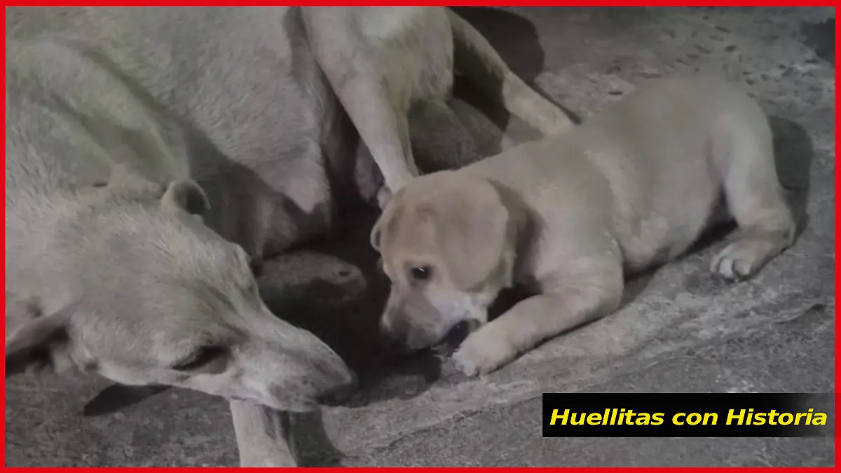 Editable marco productos