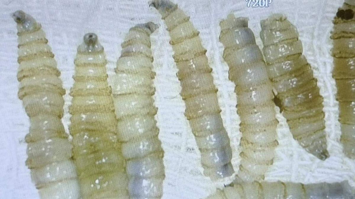¡HORROR EN NL! GUSANO ATACA A HUMANO