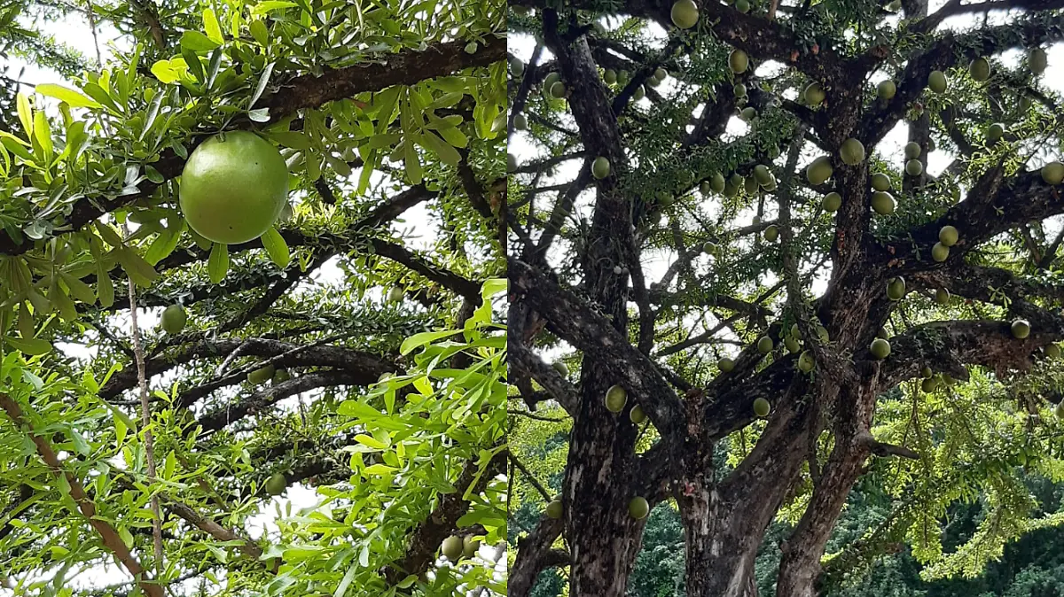 árbol de morro