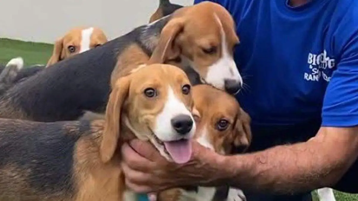 beagles