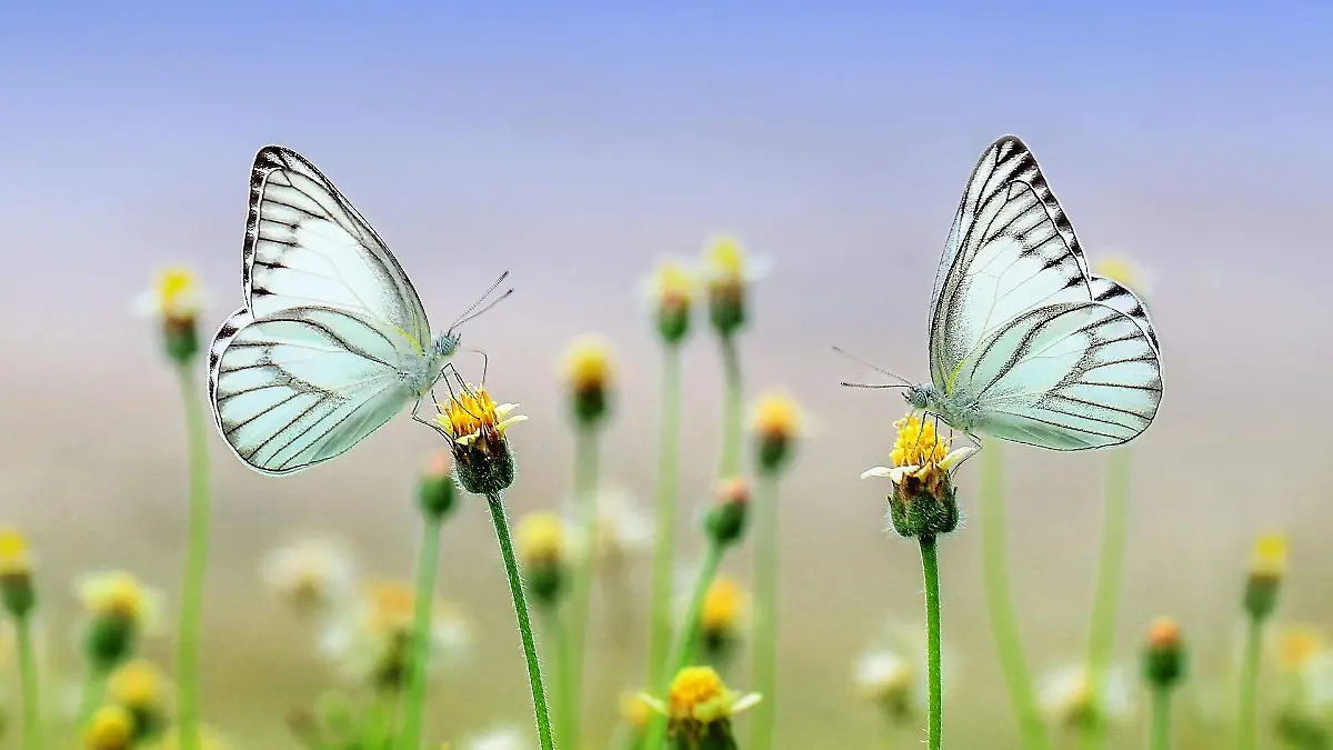 roverhate-butterflies-1127666_1920