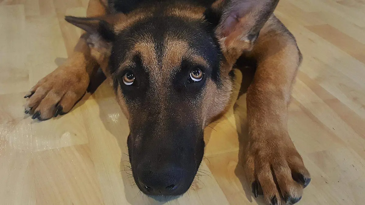 brett_hondow-german-shepherd-1418330_1920