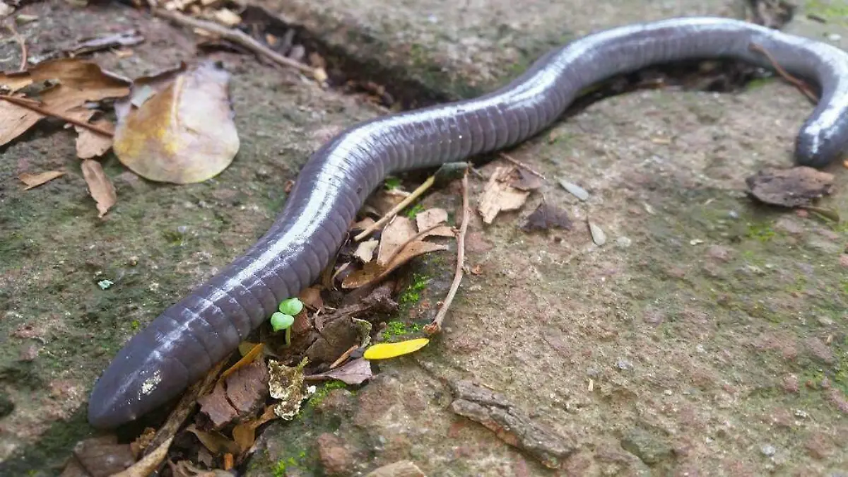 tepelcua