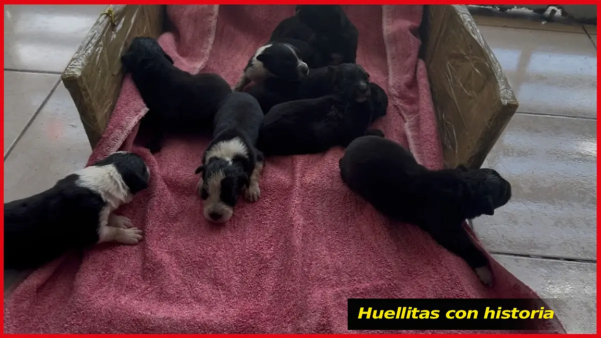 La Negra y sus cachorros portada