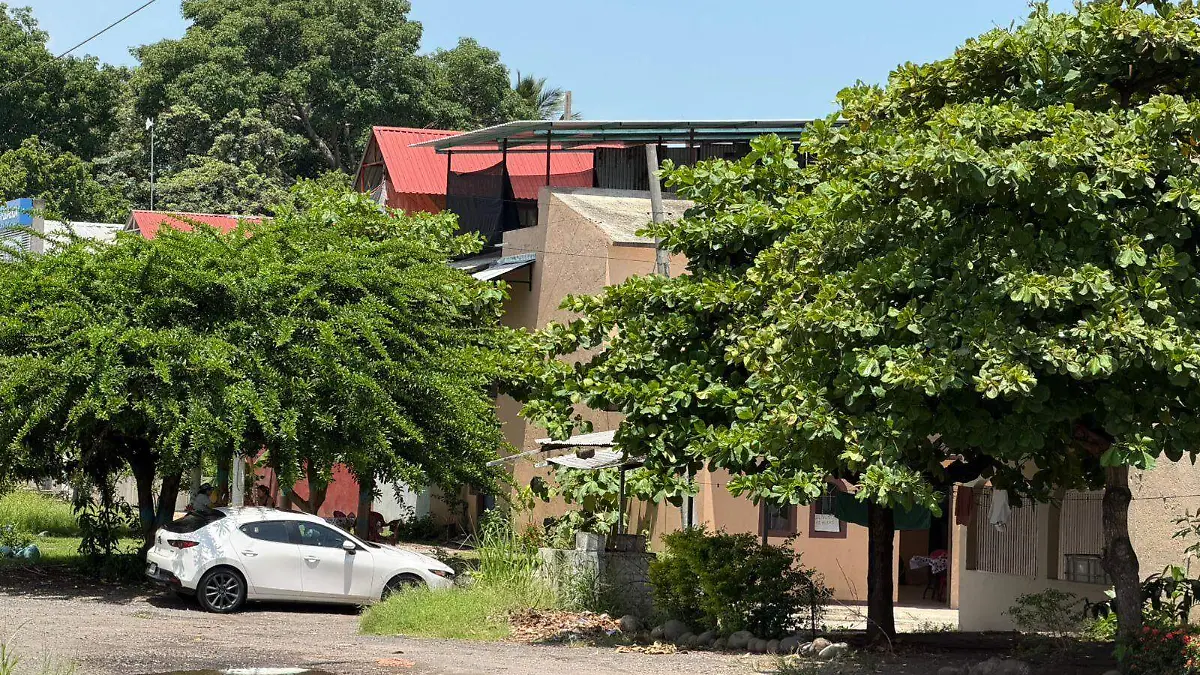 árboles