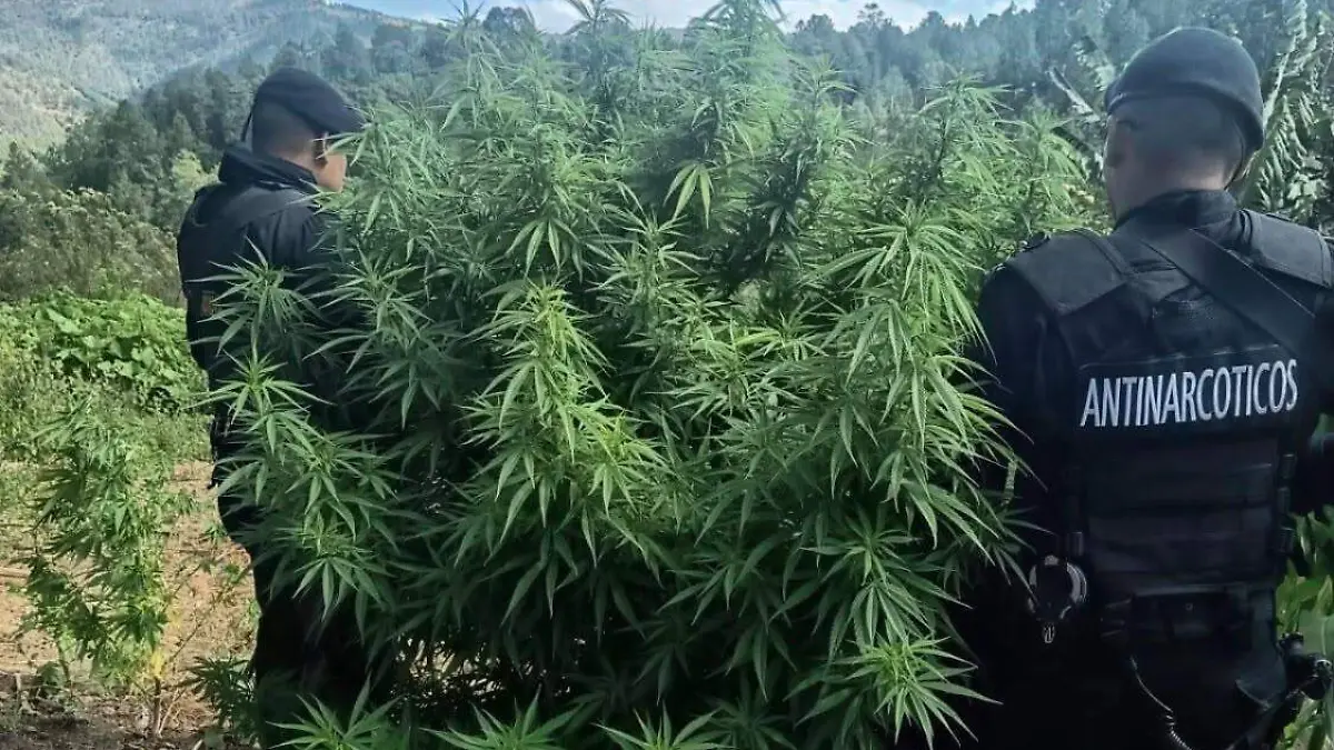 Decomisos de droga 5