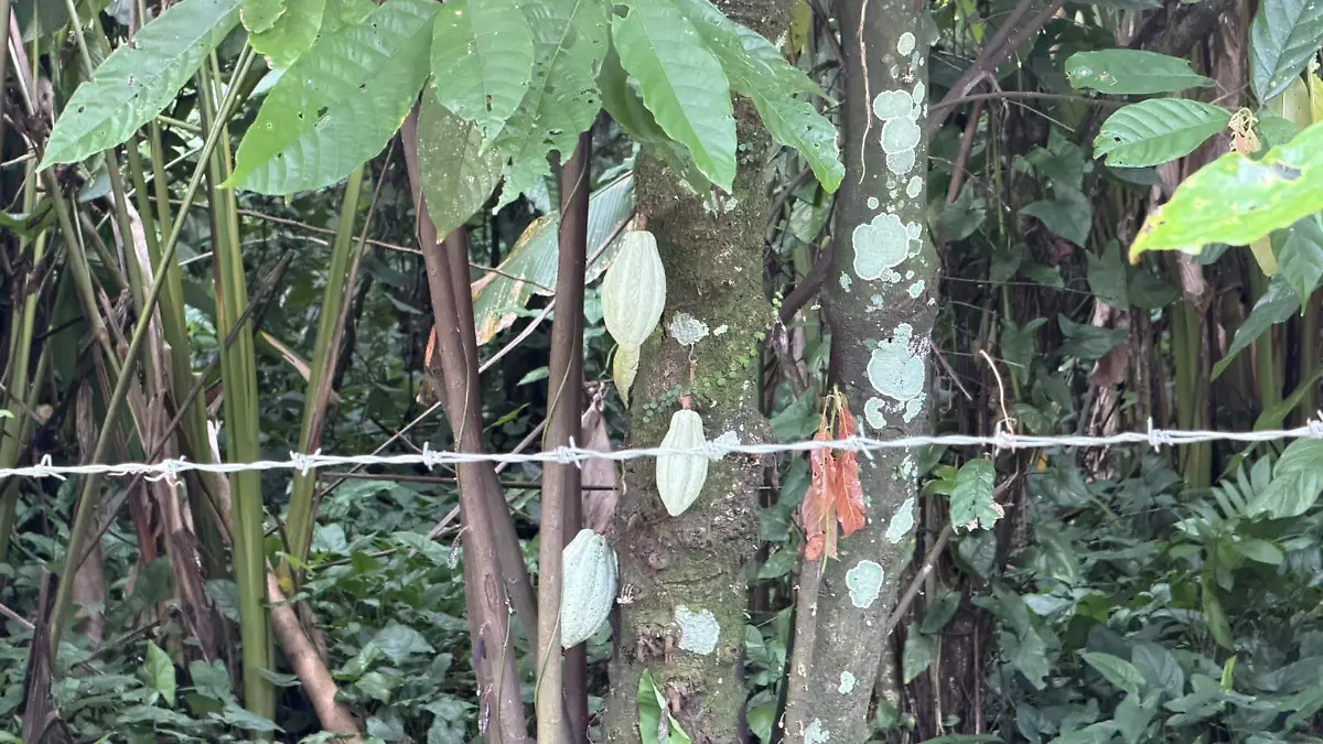 Productores de cacao6