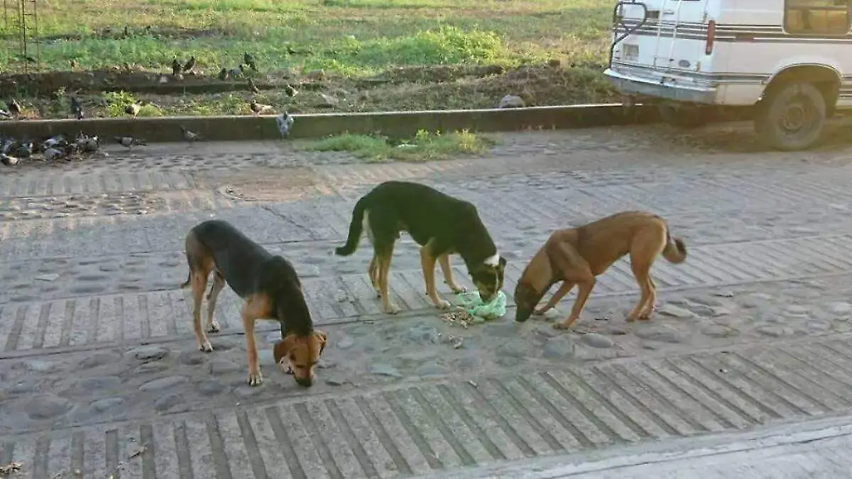 perros callejeros
