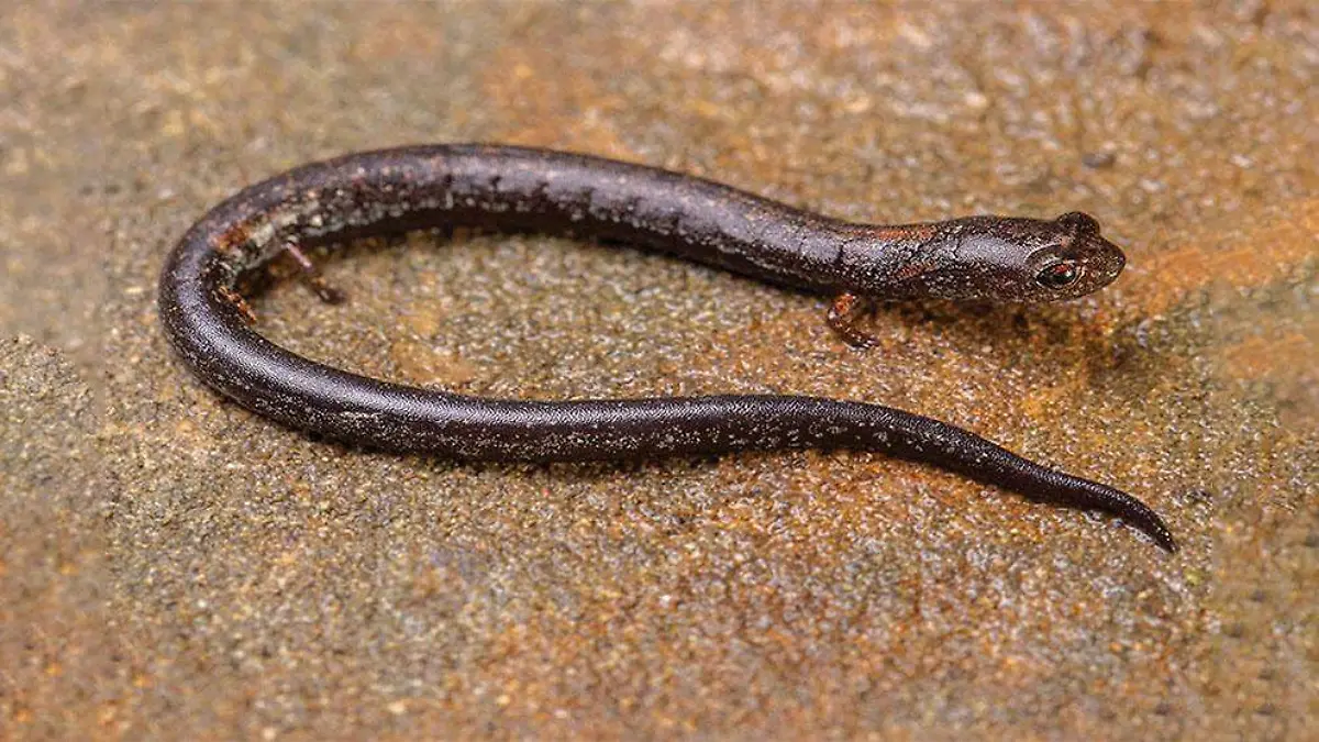 salamandra