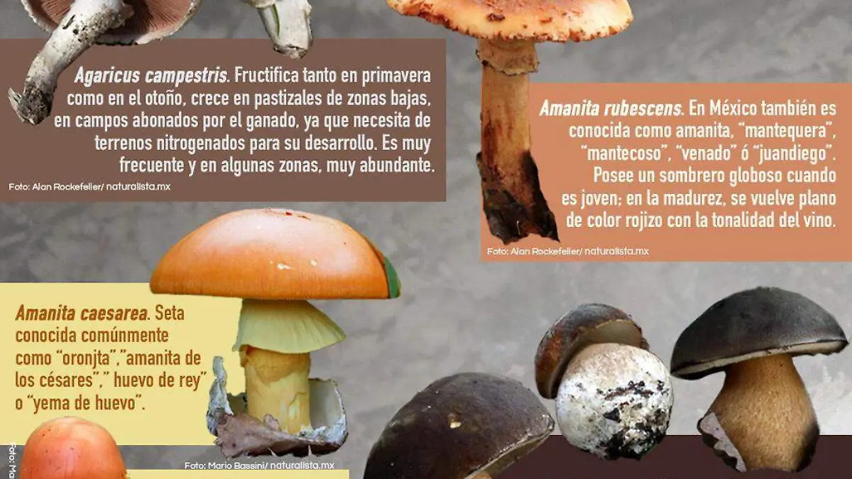 hongos 