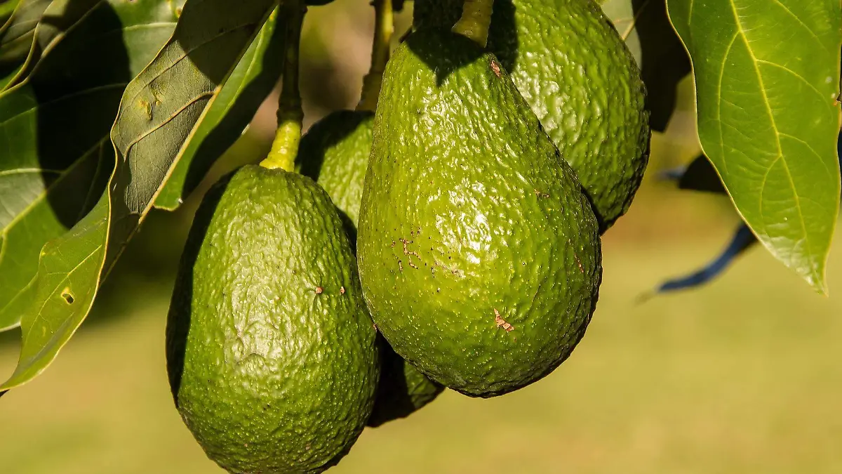 sandid-avocados-945418_1920
