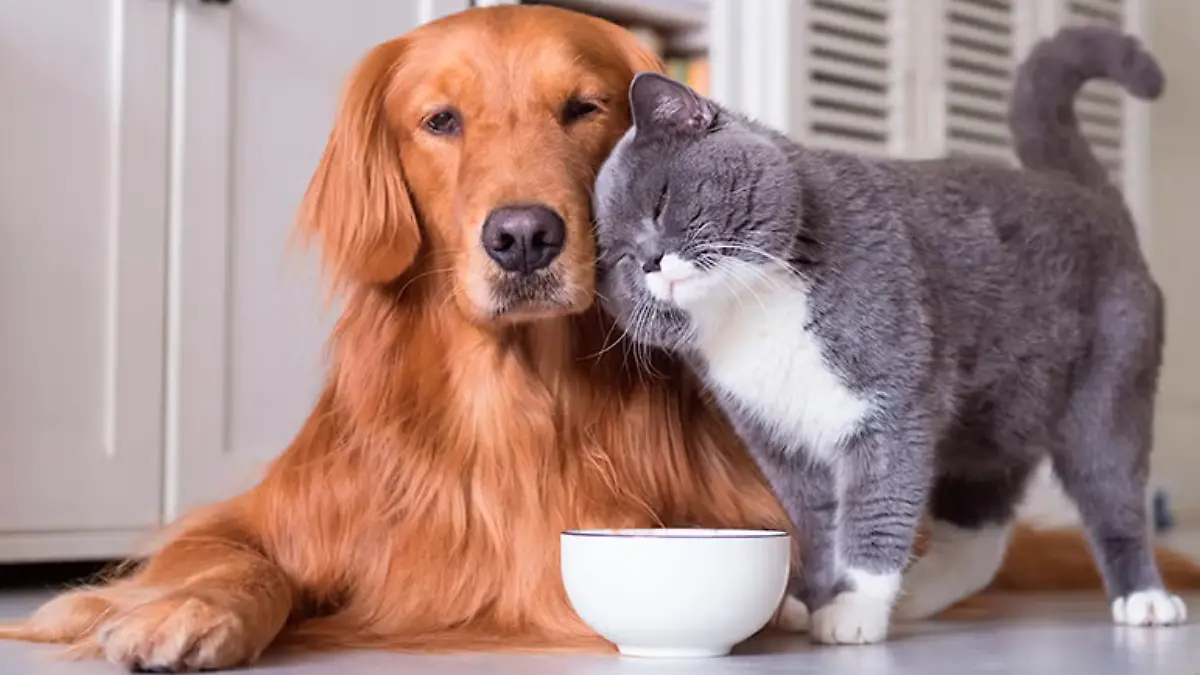 perro y gato
