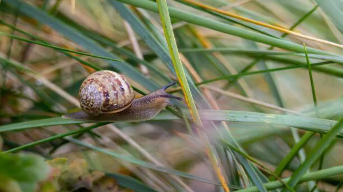 CARACOLITO 