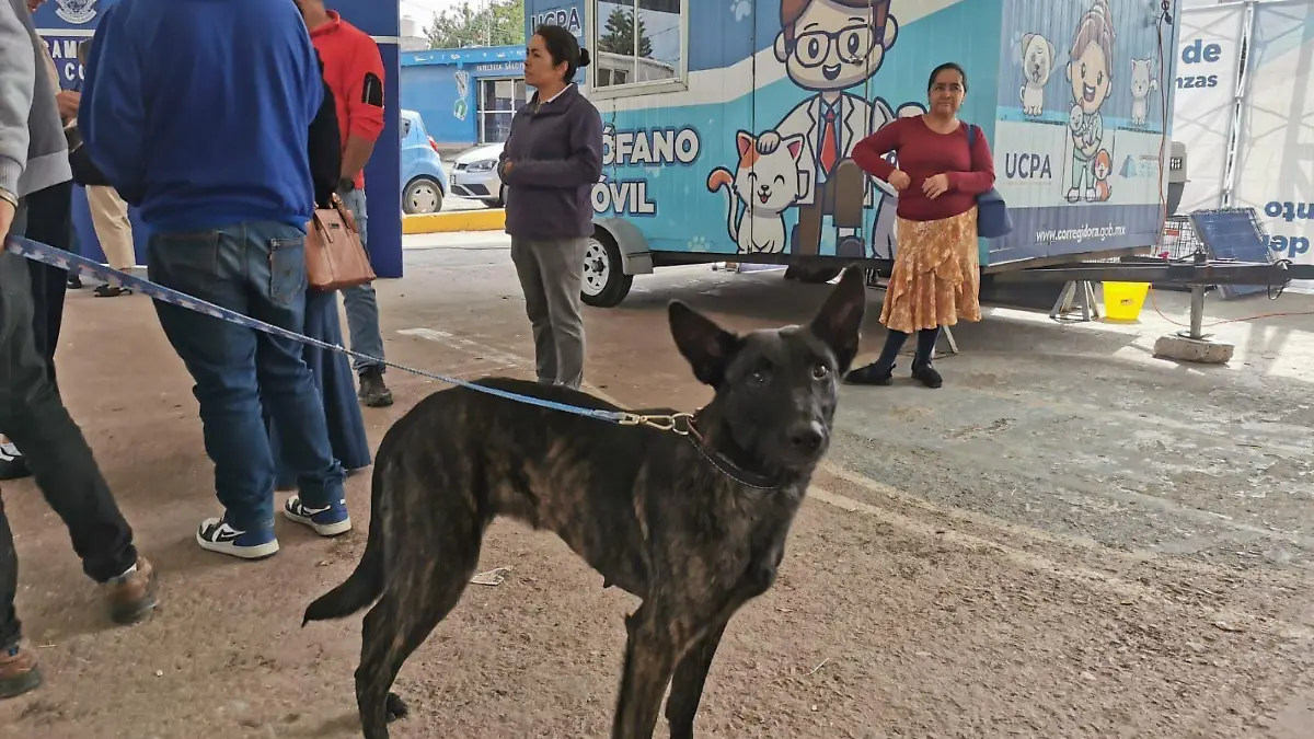 perrito