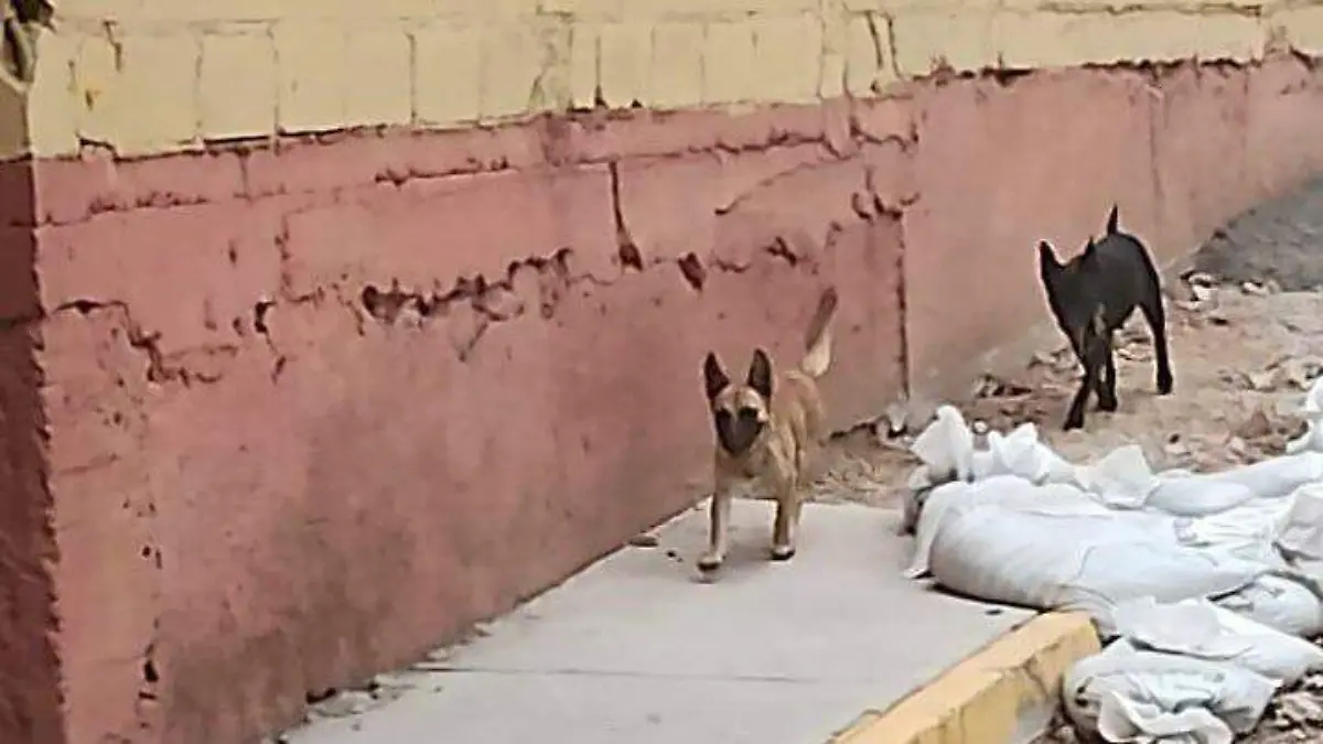 perrosbolanos