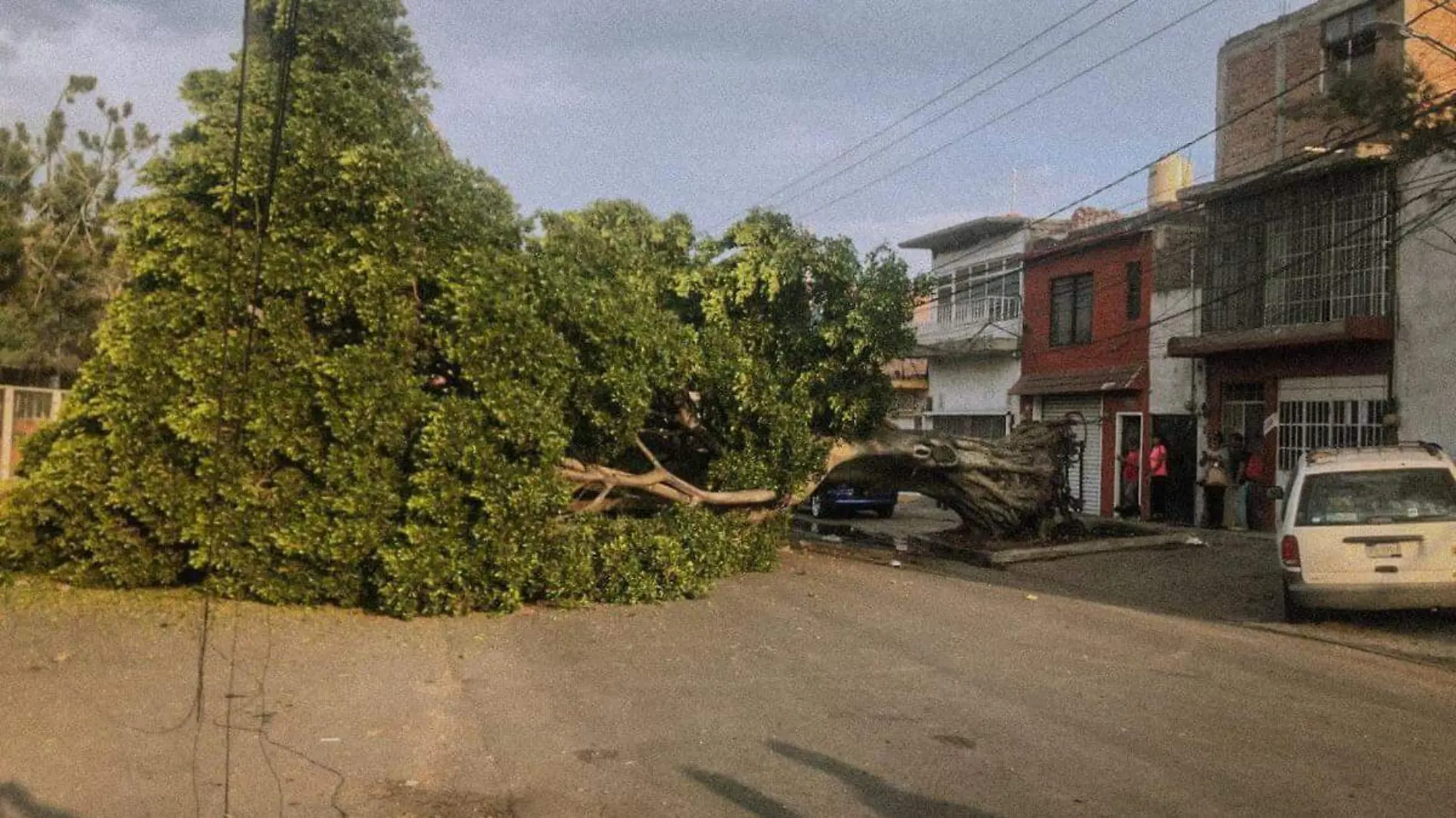 Árbol