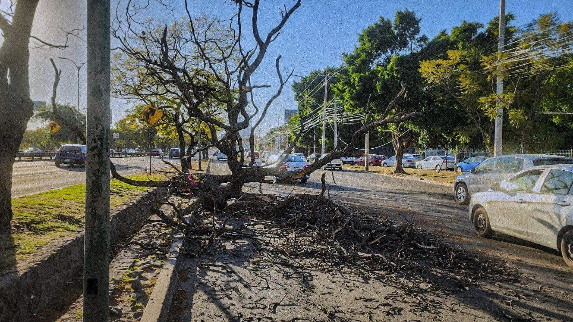 arbolesviento