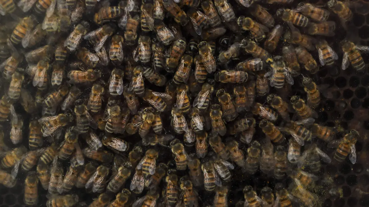 Apicultores