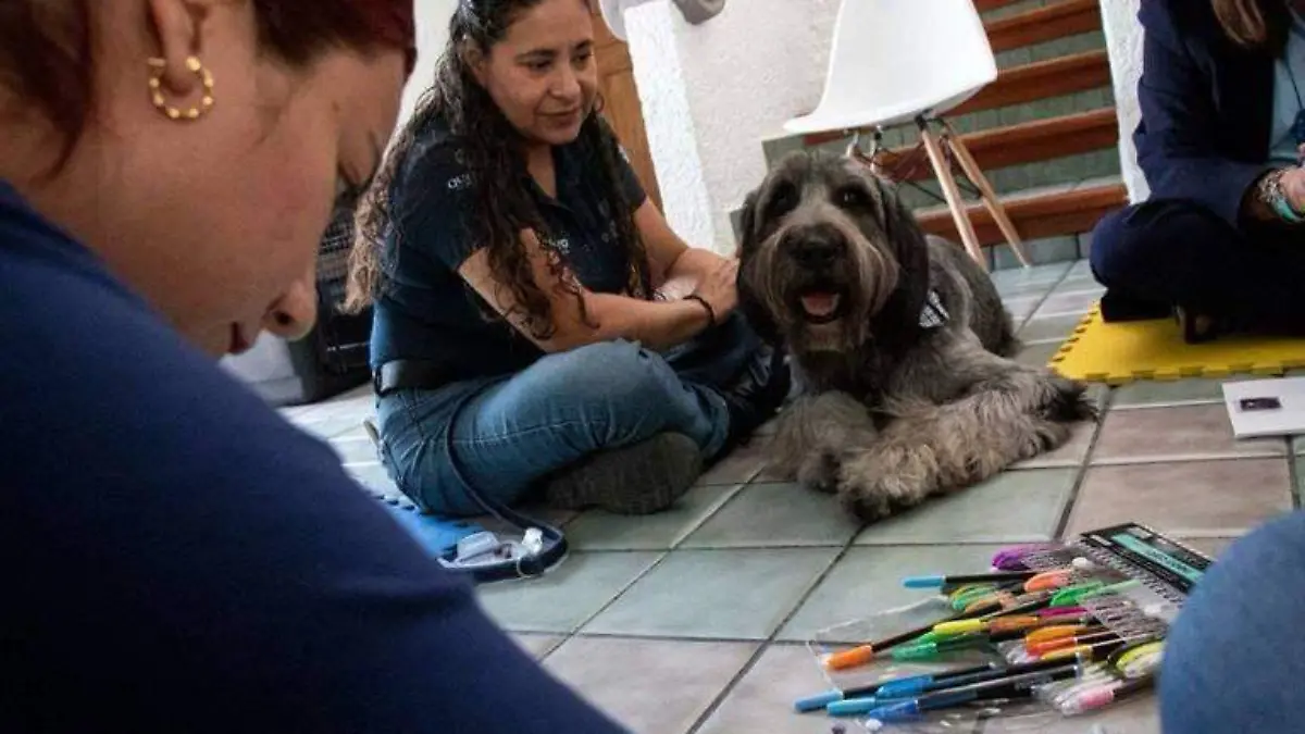 Duelo mascotas 2