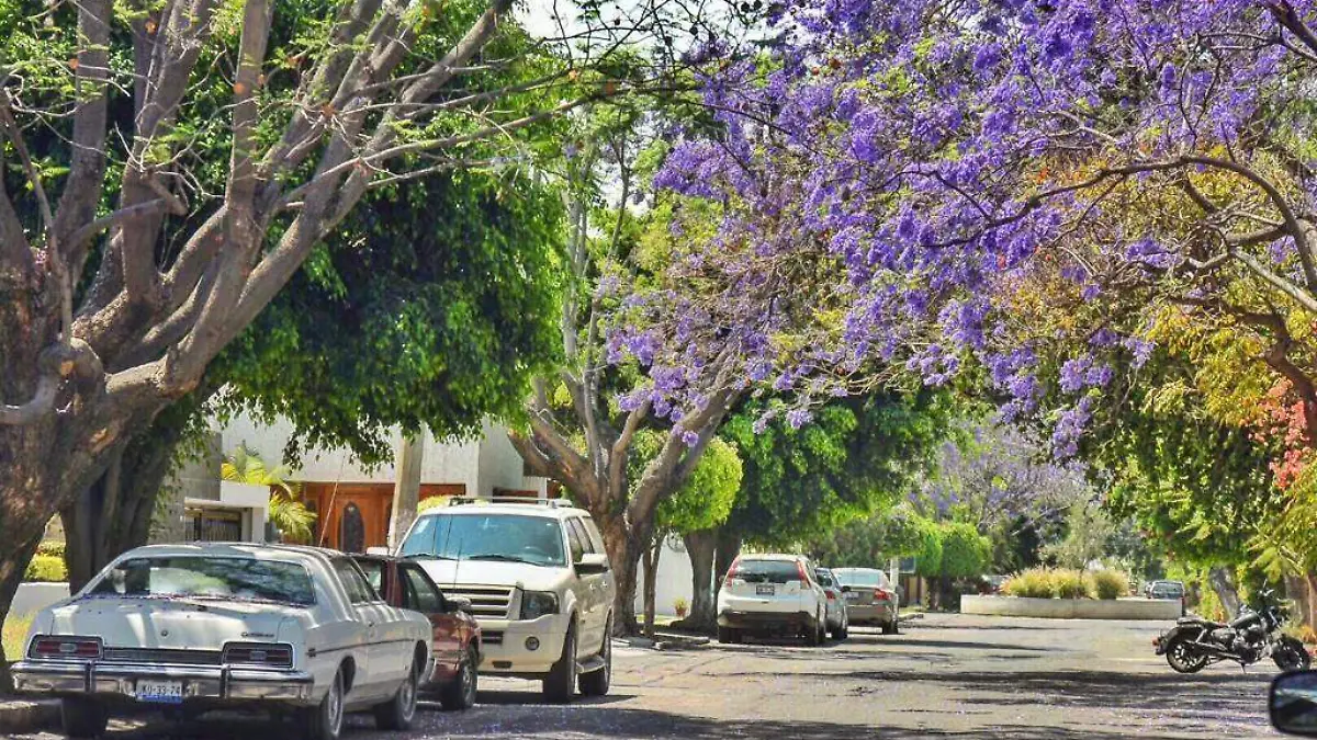 Jacaranda4